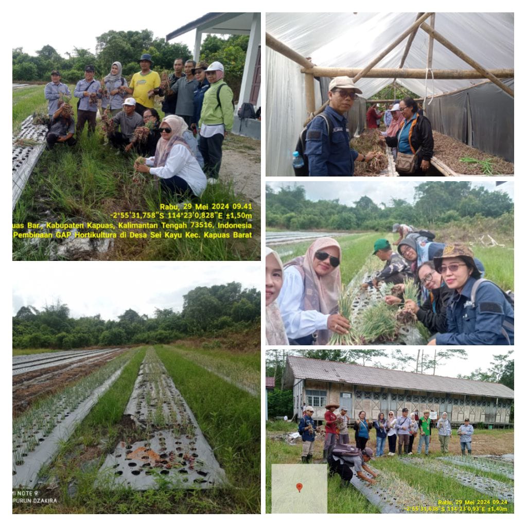 Kisah Sukses Budidaya Bawang Merah Kelompok Tani Kamiar Desa Sei Kayu Kec Kapuas Barat di Tengah Tantangan Cuaca