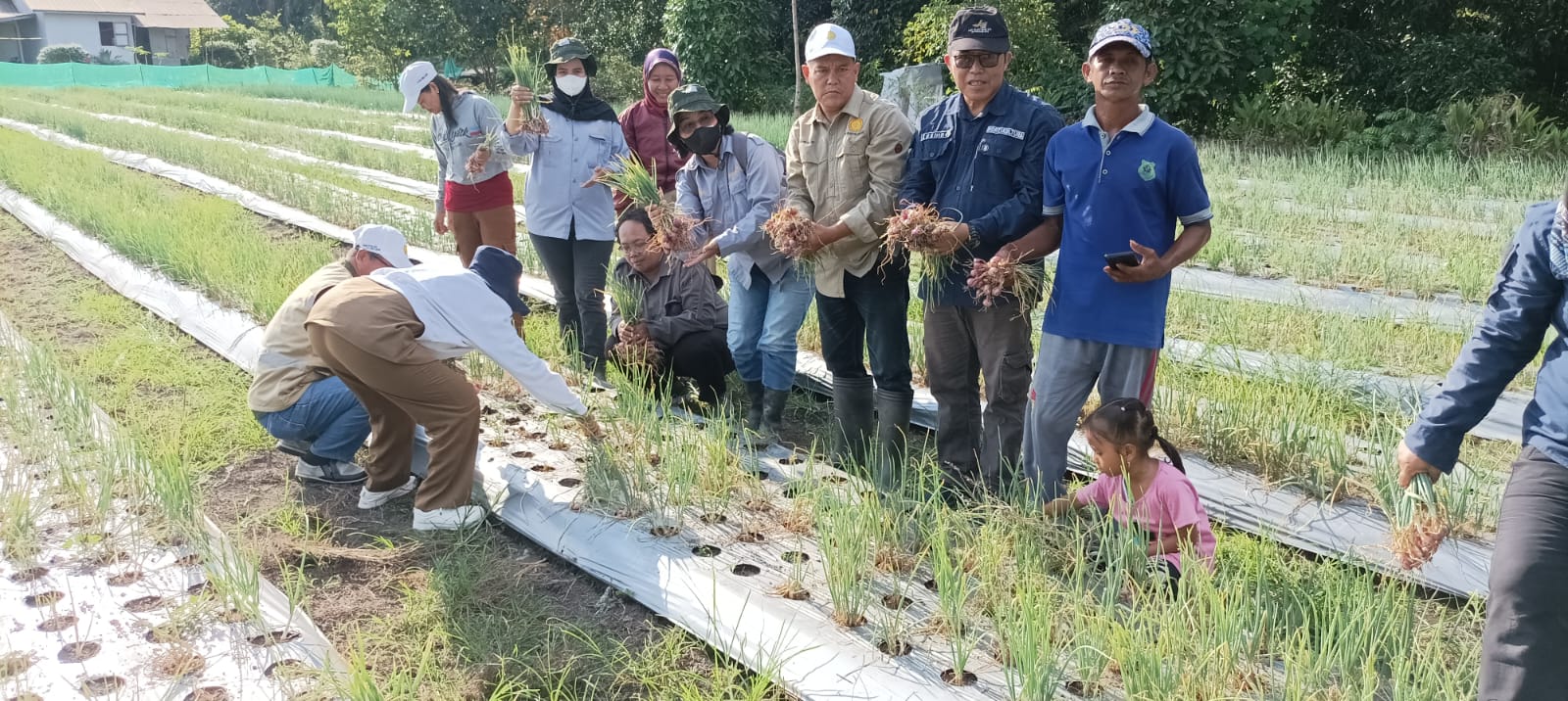 Peluang Budidaya Bawang Merah di Desa Penda Ketapi