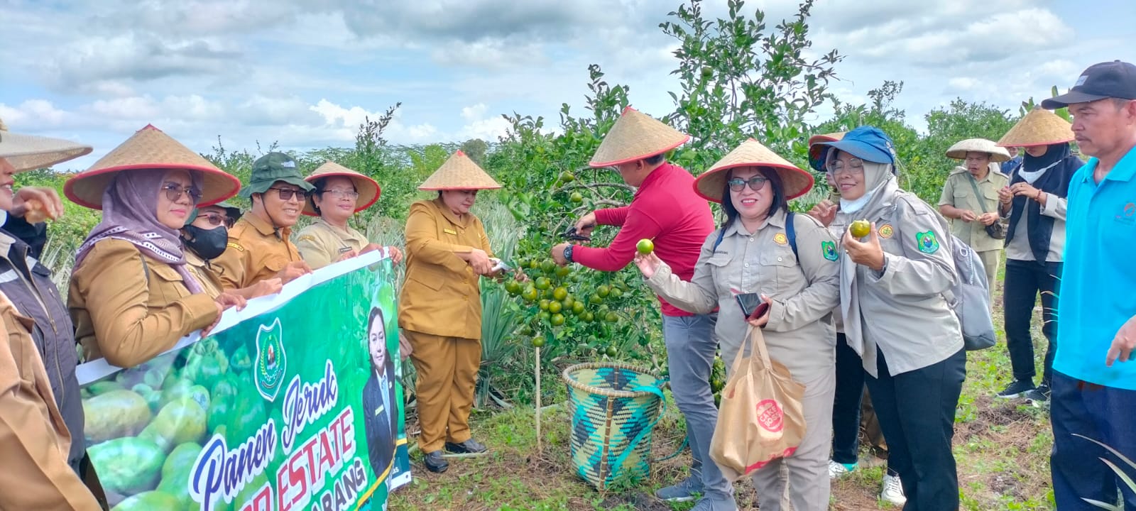 Kadis Pertanian Hadiri Panen Jeruk Food Estate di Basarang