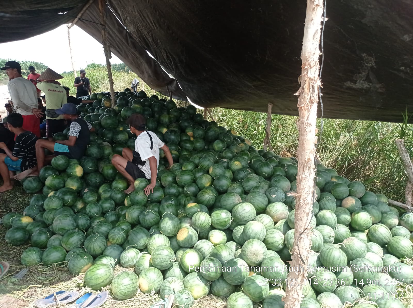 Panen Semangka di Desa Pulau Kaladan