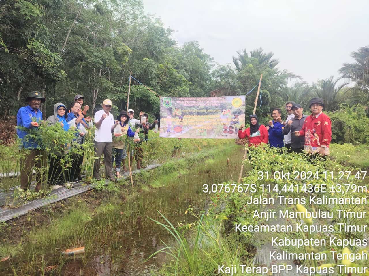 PANEN CABAI HASIL KAJI TERAP DI BPP KAPUAS TIMUR