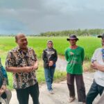 Serap Gabah Kabupaten Kapuas